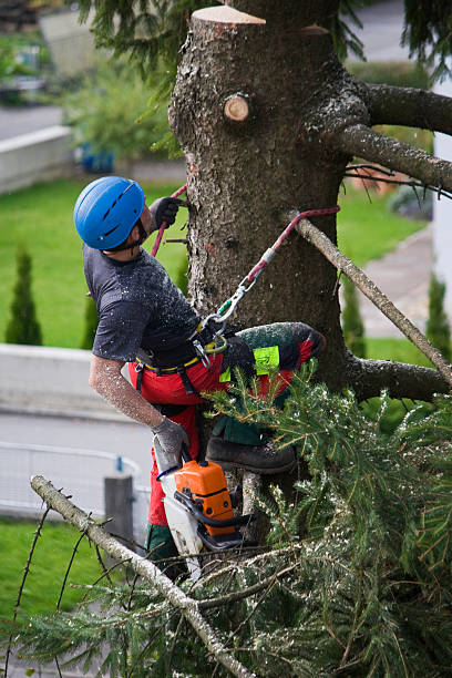  , USA Tree Care Services Pros